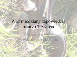 Wąż miedziany