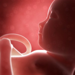 3d rendered illustration - human fetus month 6