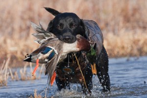 Black Lab with Mallard