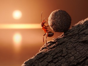 ant Sisyphus rolls stone uphill on mountain, concept